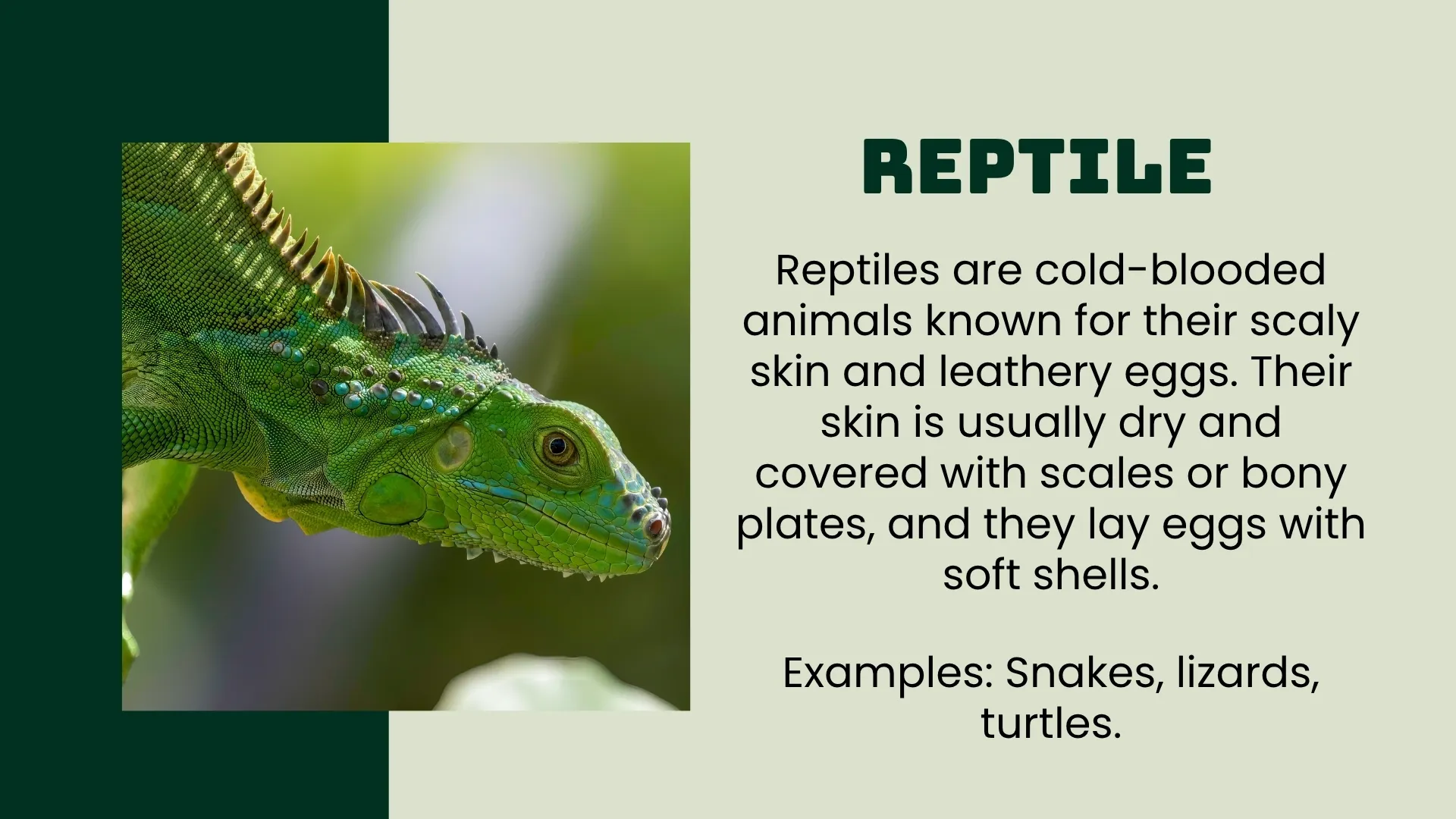 Reptiles