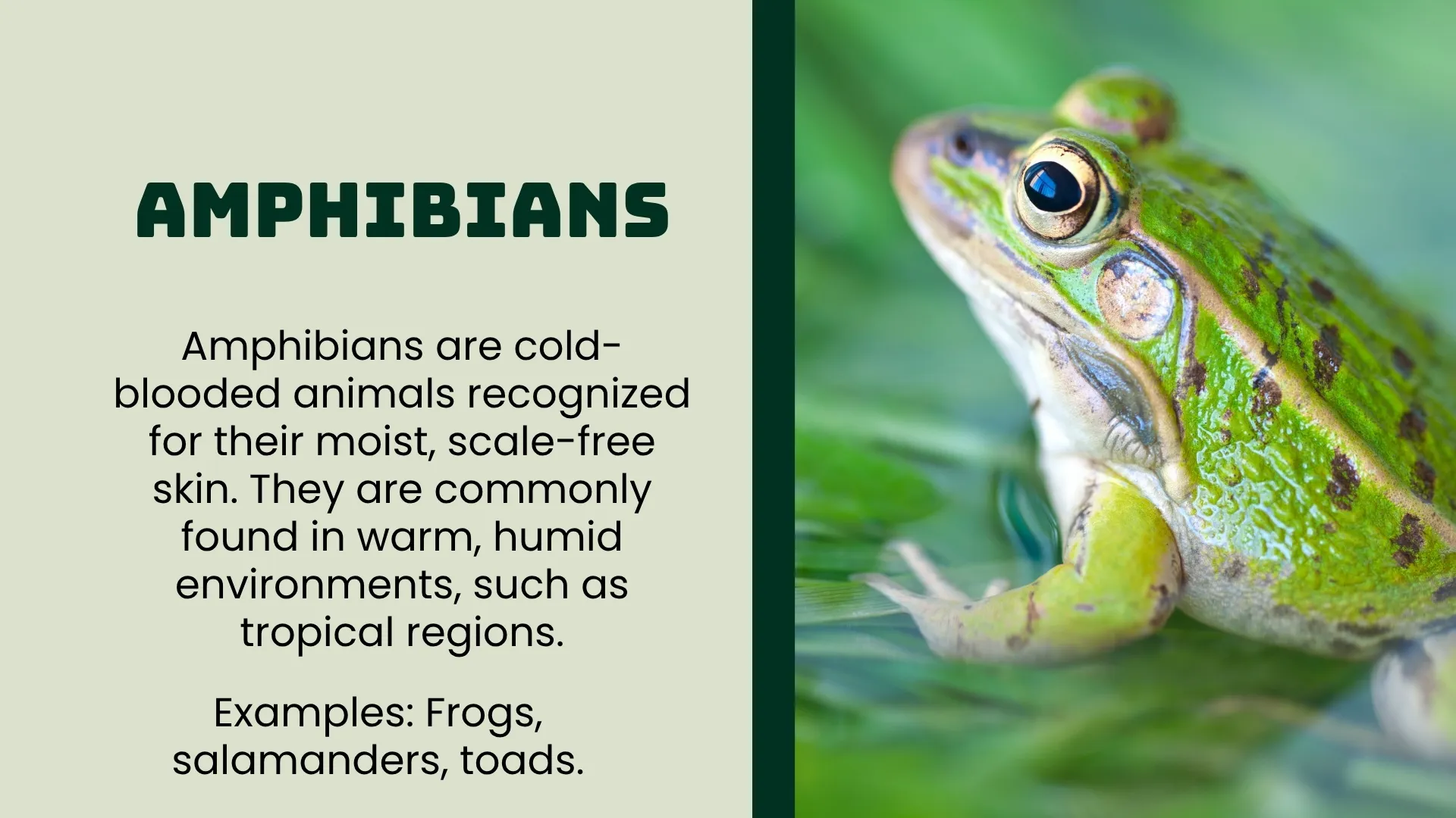 Amphibians