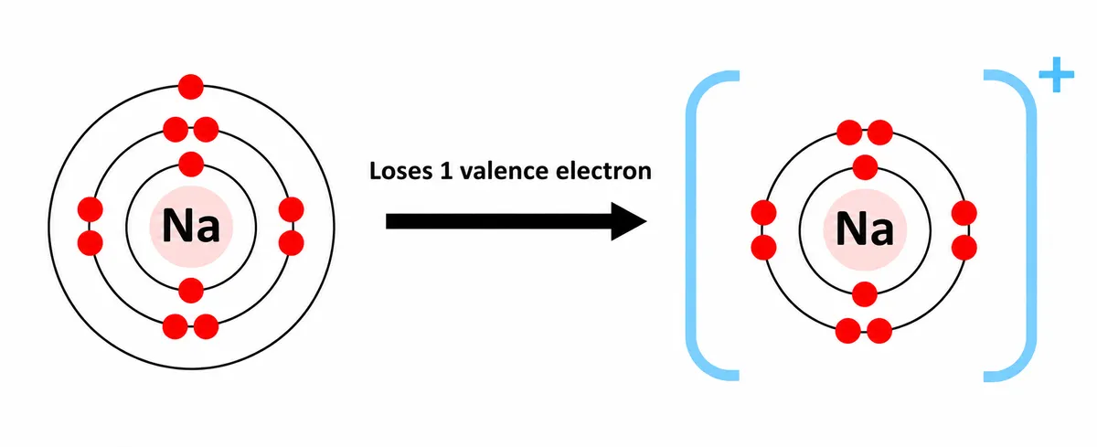 A sodium atom loses its one valence electron to form a sodium ion, Na+