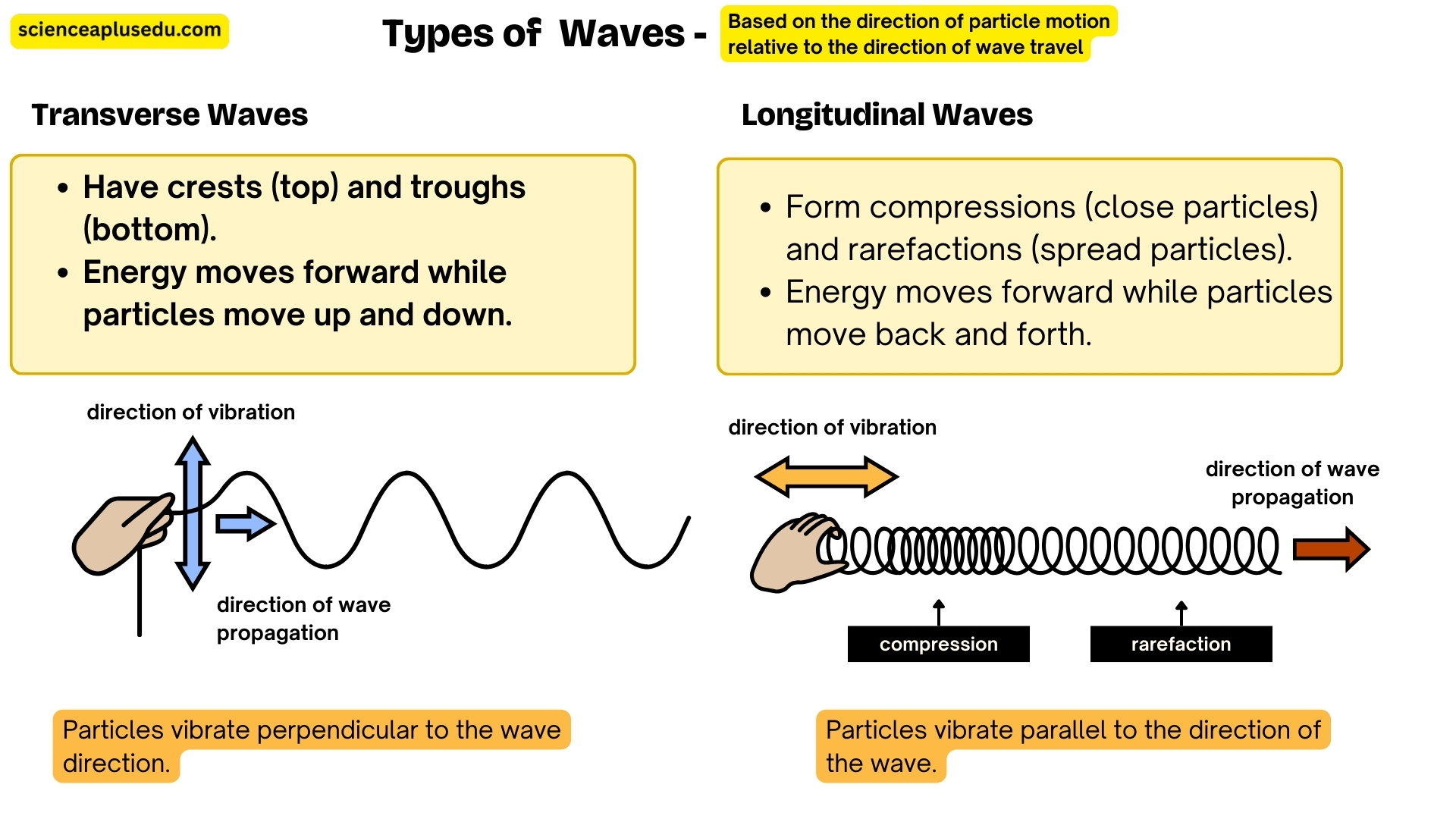 Transverse and Longitudinal Waves comparison showing particle vibration directions