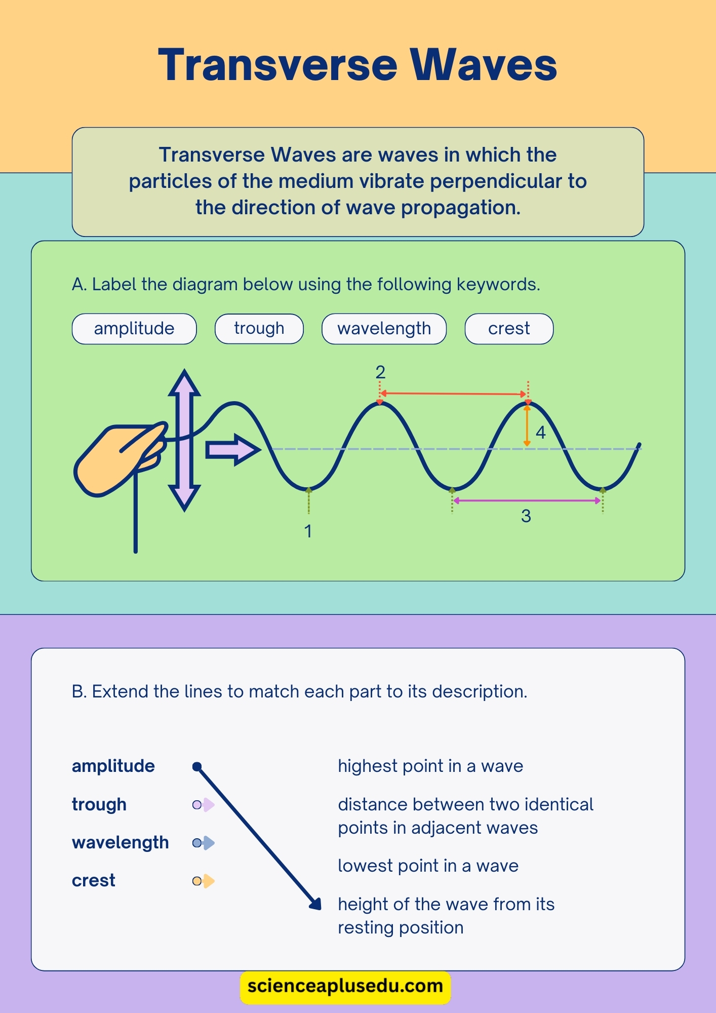 Transverse Waves Worksheet